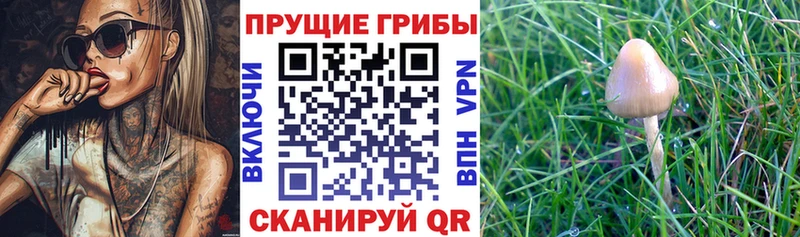 Галлюциногенные грибы MAGIC MUSHROOMS  Лениногорск 